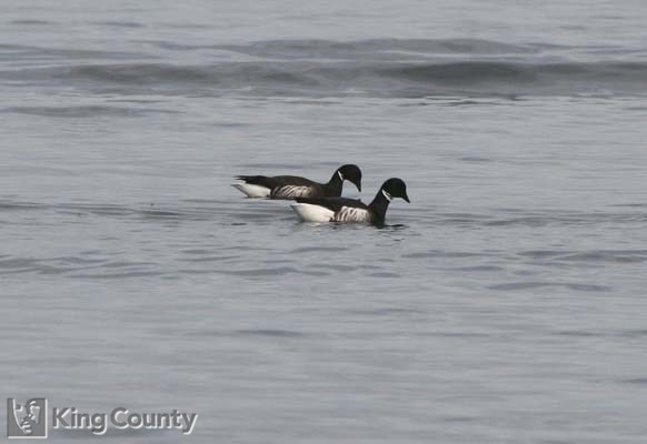 Photo of Black Brant - Branta bernicla